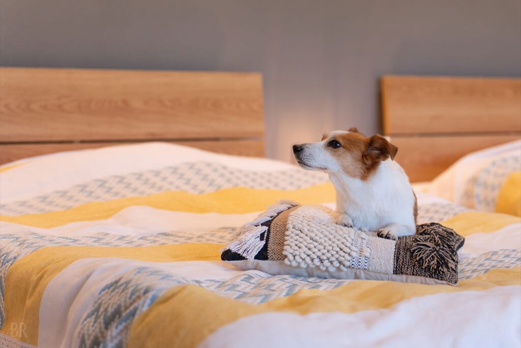 ドッグフォレスタヴィラ日光